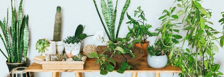 Zahlreiche Zimmerpflanzen stehen auf einem Holztisch vor einer Wand.